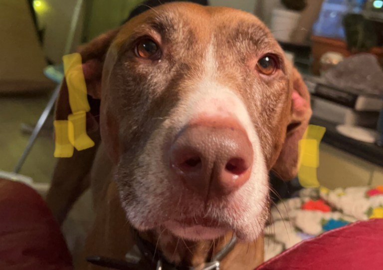 GBHS temporarily suspends adoptions due to viral canine disease outbreak GBHS temporarily suspends adoptions due to viral canine disease outbreak