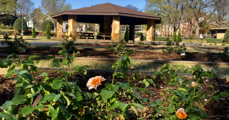 Avondale Park’s 115 year old Historic Rose Garden returns Avondale Park’s 115 year old Historic Rose Garden returns