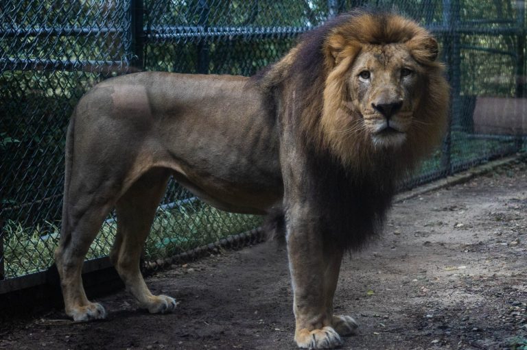 Meet the Birmingham Zoo’s newest addition, Josh the African lion + get exclusive details here Meet the Birmingham Zoo’s newest addition, Josh the African lion + get exclusive details here
