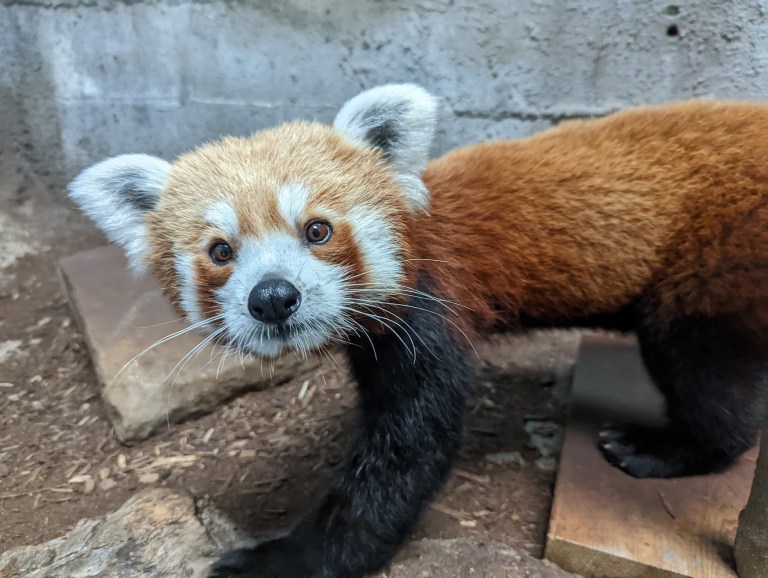 The Birmingham Zoo’s new red panda, Kodo, is stealing hearts The Birmingham Zoo’s new red panda, Kodo, is stealing hearts