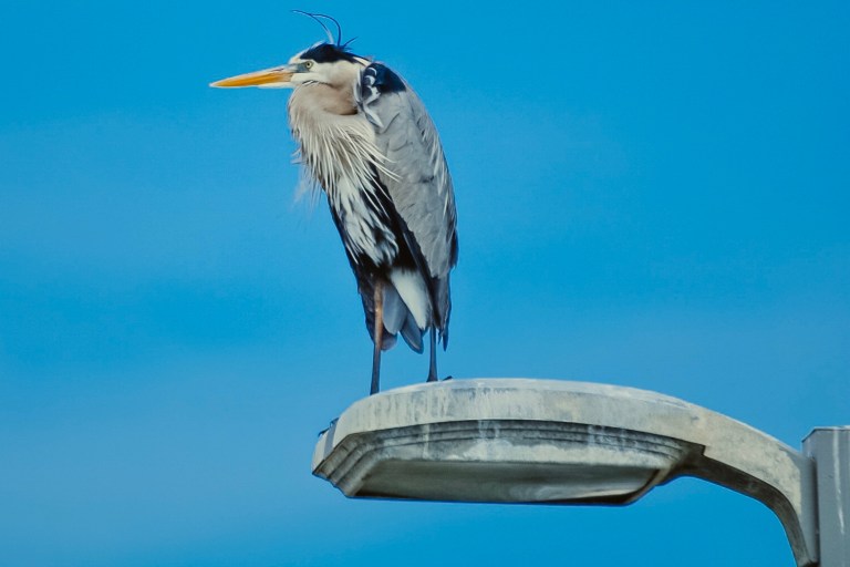 Registration for the 2nd Annual Black Belt Birding Festival closes today—learn how to secure your spot here Registration for the 2nd Annual Black Belt Birding Festival closes today—learn how to secure your spot here