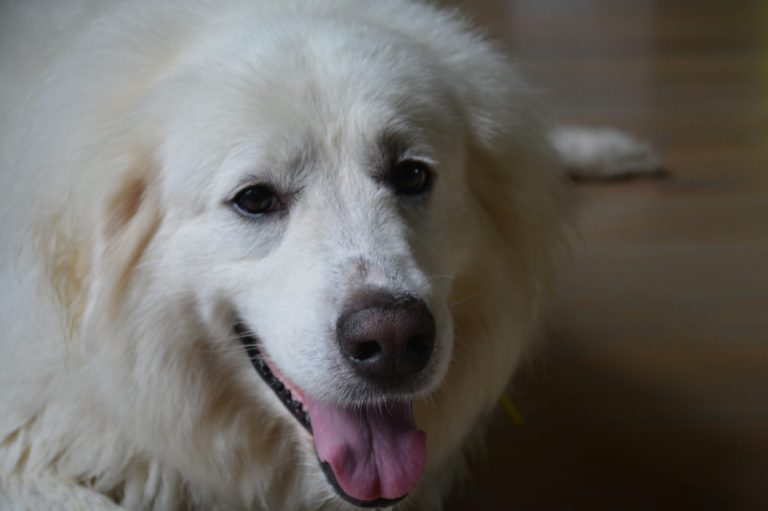 How to protect your furry friends from kennel cough + local vets to go to How to protect your furry friends from kennel cough + local vets to go to