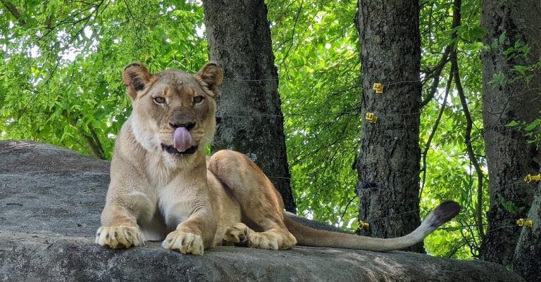 Birmingham Zoo mourns death of lioness Akili after introduction to male lion Josh Birmingham Zoo mourns death of lioness Akili after introduction to male lion Josh
