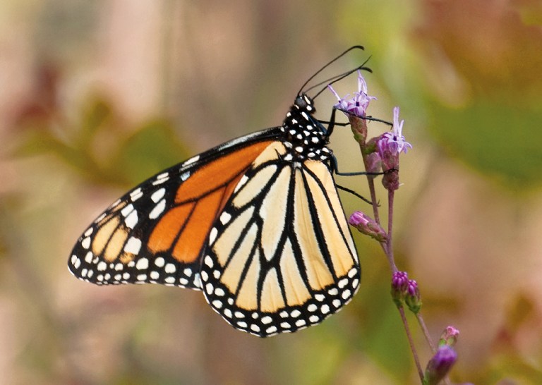 Alabama’s state insect, the monarch butterfly, is endangered + how to help Alabama’s state insect, the monarch butterfly, is endangered + how to help