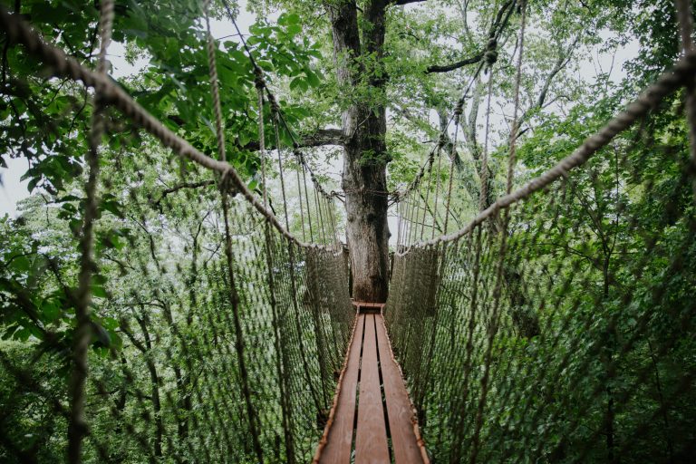 Haskell Hideaway treehouse reopens at Red Mountain Park Haskell Hideaway treehouse reopens at Red Mountain Park