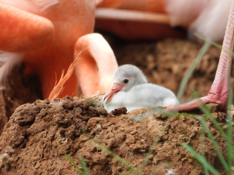 Meet the Birmingham Zoo’s new ADORABLE baby flamingos Meet the Birmingham Zoo’s new ADORABLE baby flamingos