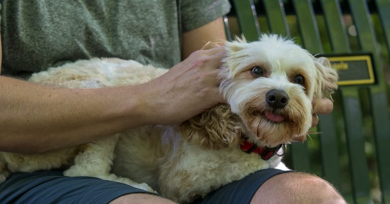 Here’s how to STOP strays + reduce pound pups in Birmingham Here’s how to STOP strays + reduce pound pups in Birmingham