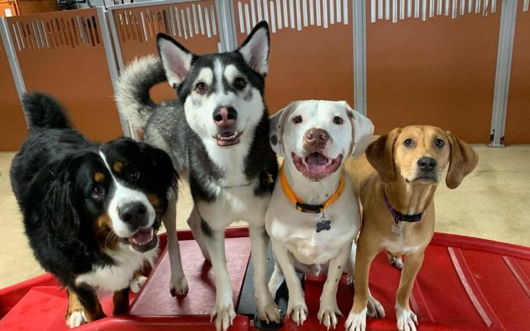COMING SOON: Camp Bow Wow to open new pet care location in Hoover COMING SOON: Camp Bow Wow to open new pet care location in Hoover