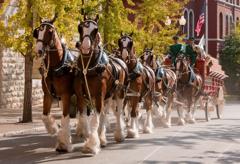 The Budweiser Clydesdales are trotting into Birmingham—Veterans Day Parade + more The Budweiser Clydesdales are trotting into Birmingham—Veterans Day Parade + more