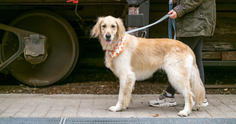 Don’t want to board when you travel? Fetch! Pet Care gives the best in-home care Don’t want to board when you travel? Fetch! Pet Care gives the best in-home care