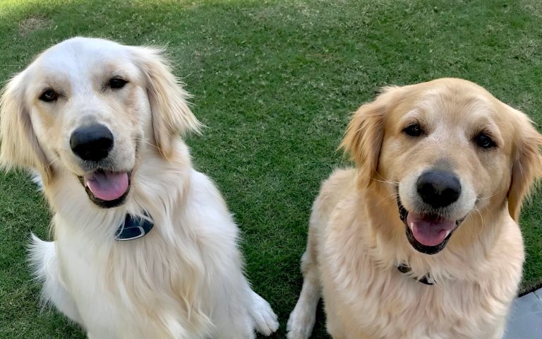 11 reasons Birmingham’s gone to the dogs—from pet care to day cares + dog bars 11 reasons Birmingham’s gone to the dogs—from pet care to day cares + dog bars