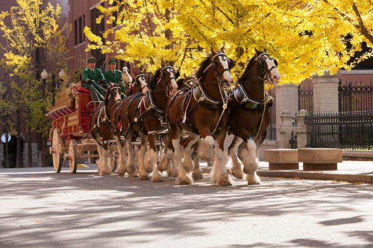 10 amazing weekend events in The Magic City—Nov. 11-13 10 amazing weekend events in The Magic City—Nov. 11-13