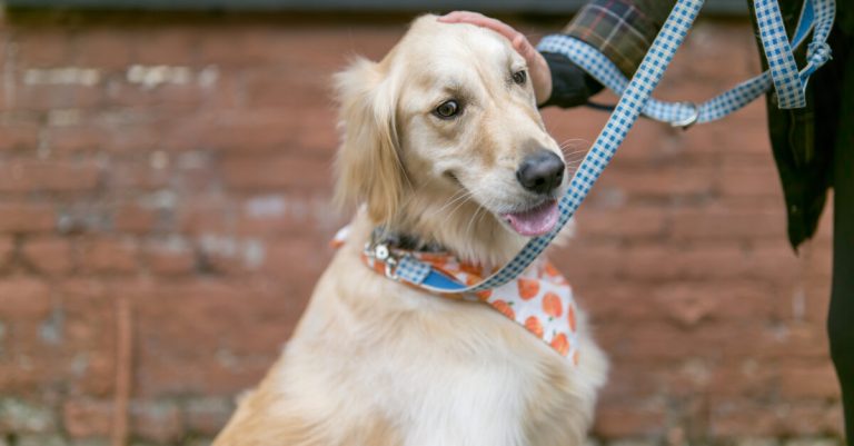 How to protect your pet in the cold weather + tips from a Birmingham nonprofit How to protect your pet in the cold weather + tips from a Birmingham nonprofit