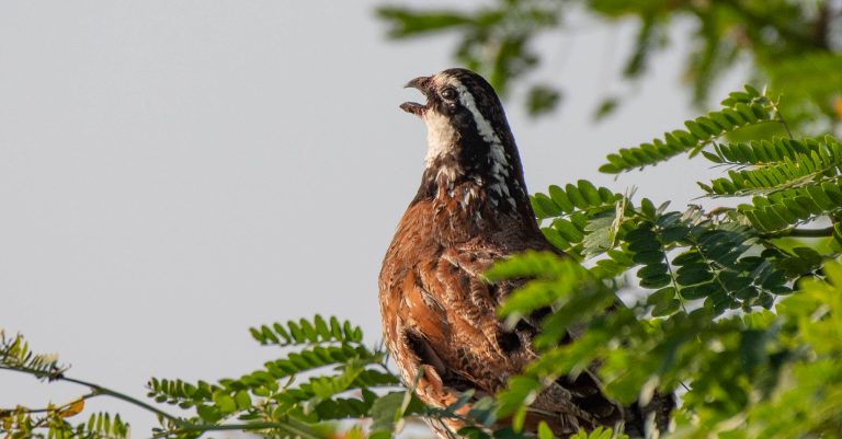 How wild turkey were saved from extinction and wild quail are getting revived in Alabama. Why it matters. How wild turkey were saved from extinction and wild quail are getting revived in Alabama. Why it matters.