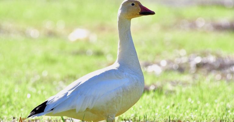 Rare Snow Goose sighting in Mountain Brook Village has birdwatchers thrilled on social media Rare Snow Goose sighting in Mountain Brook Village has birdwatchers thrilled on social media