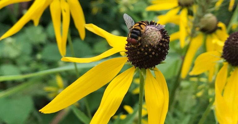 Nature’s truck stops: How to create a pollinator garden in Alabama and why it matters Nature’s truck stops: How to create a pollinator garden in Alabama and why it matters