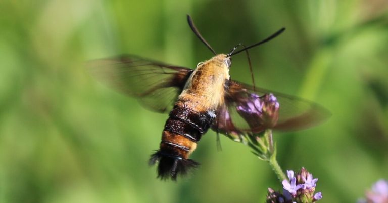 Bees, butterflies + blueberries—why pollinators matter in Alabama Bees, butterflies + blueberries—why pollinators matter in Alabama