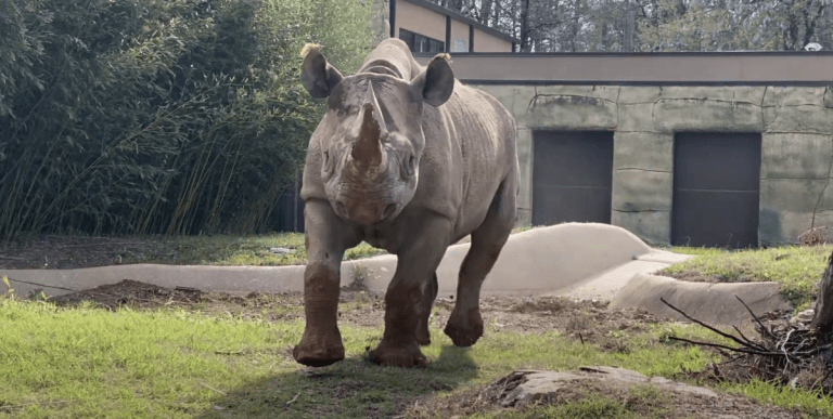 Birmingham Zoo announces addition of 2 Eastern black rhinos Birmingham Zoo announces addition of 2 Eastern black rhinos