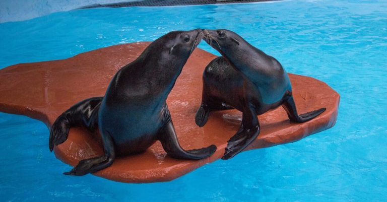 Birmingham Zoo Sea Lions Gio and Farley moving to New England later this spring Birmingham Zoo Sea Lions Gio and Farley moving to New England later this spring