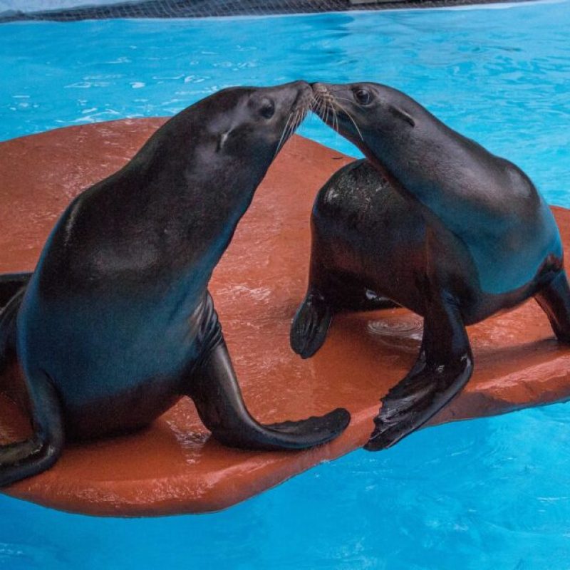 Birmingham Zoo Sea Lions Gio and Farley moving to New England later this spring Birmingham Zoo Sea Lions Gio and Farley moving to New England later this spring