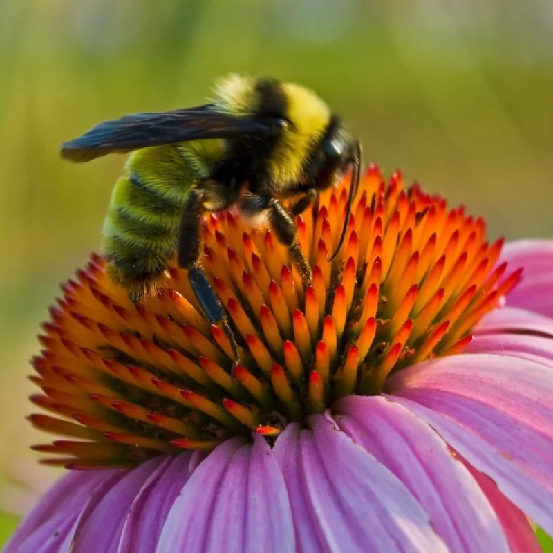 Mountain Brook becomes first municipal Bee City USA affiliate in Alabama Mountain Brook becomes first municipal Bee City USA affiliate in Alabama