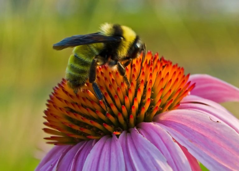 Mountain Brook becomes first municipal Bee City USA affiliate in Alabama Mountain Brook becomes first municipal Bee City USA affiliate in Alabama