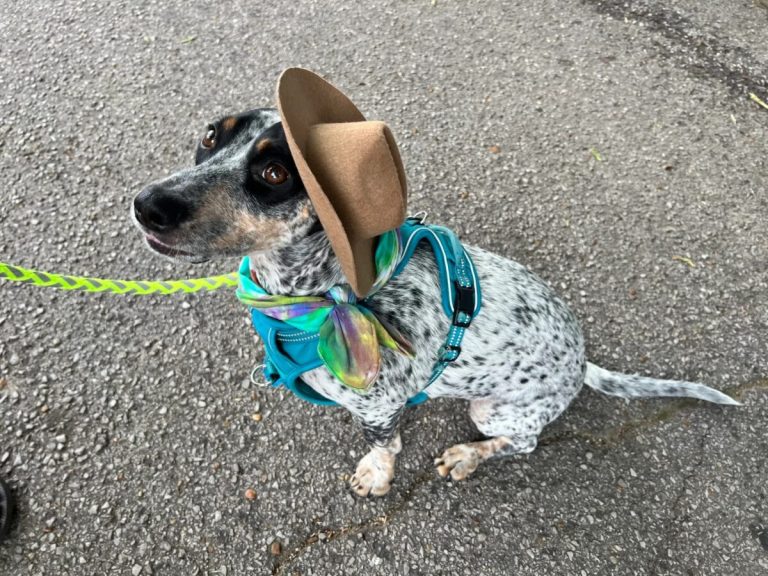 14 hot weekend events in Birmingham including Do Dah Day—May 17-19 14 hot weekend events in Birmingham including Do Dah Day—May 17-19