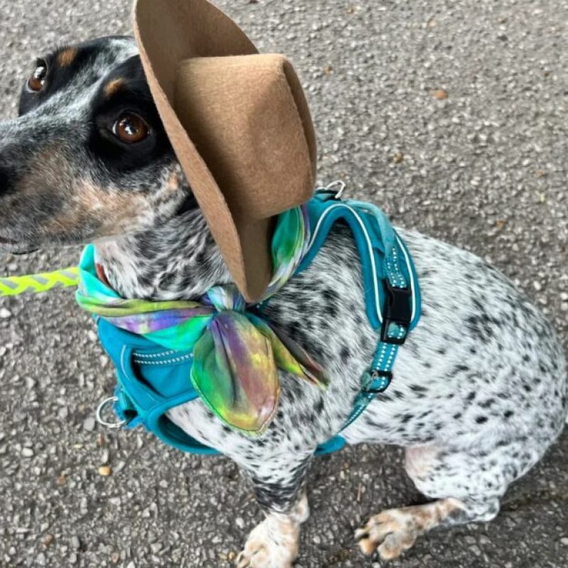 23 spring festivals you won’t want to miss, including Do Dah Day 23 spring festivals you won’t want to miss, including Do Dah Day