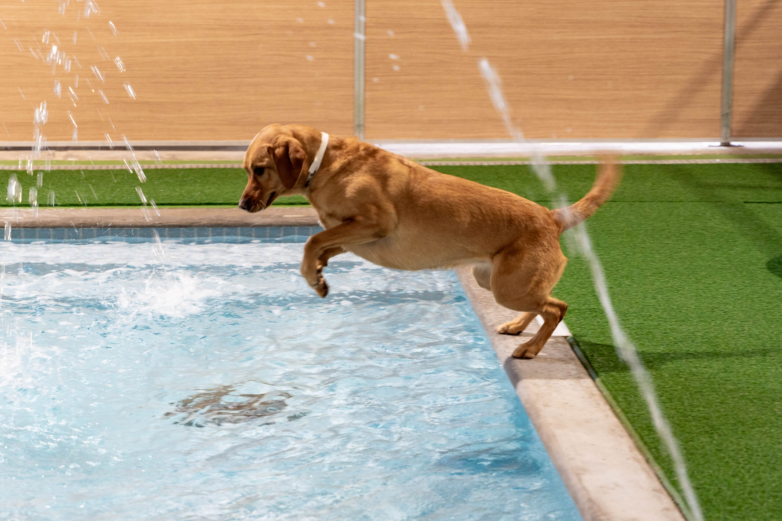 7 tips for a better pet boarding experience this summer By Nathan Watson LAST UPDATED 06/22/26 Reviewed by: Cindy Hatcher Reading time: 5 minutes