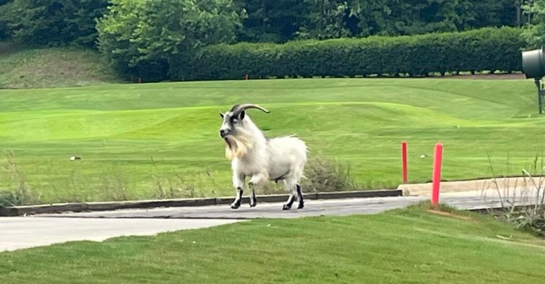 Famous runaway goat joins Opera Birmingham performance, Oct. 7 Famous runaway goat joins Opera Birmingham performance, Oct. 7