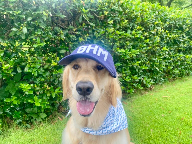 Dog-friendly spots in Birmingham to cool down during 100-degree weather Dog-friendly spots in Birmingham to cool down during 100-degree weather