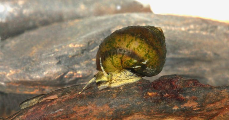 Rare Cahaba River snail, once considered extinct, receives lifeline Rare Cahaba River snail, once considered extinct, receives lifeline