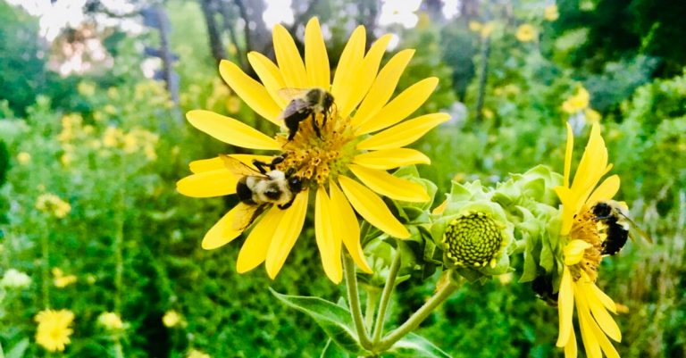 “Killer bees” in Alabama? Here’s what to know + how to protect our native pollinators “Killer bees” in Alabama? Here’s what to know + how to protect our native pollinators