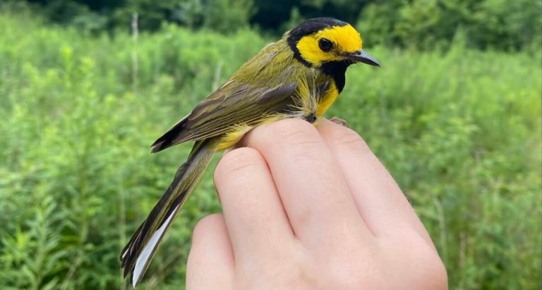 Alabama Audubon holds bird banding at Ruffner Mountain Alabama Audubon holds bird banding at Ruffner Mountain