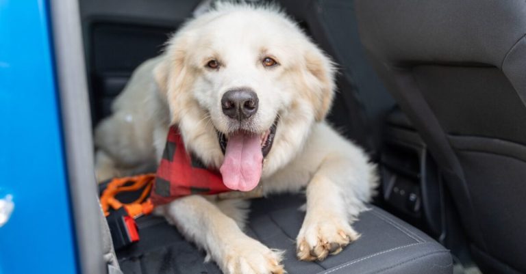 Greater Birmingham Humane Society suspends intake + adoption of dogs due to virus outbreak Greater Birmingham Humane Society suspends intake + adoption of dogs due to virus outbreak