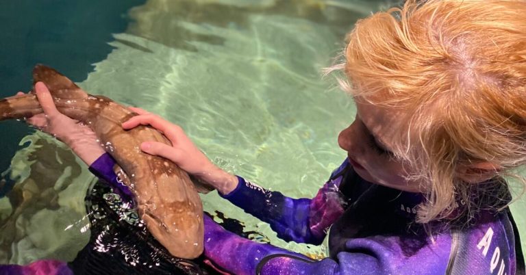 3 shark myths busted by a local expert + how to learn more at this can’t-miss event 3 shark myths busted by a local expert + how to learn more at this can’t-miss event