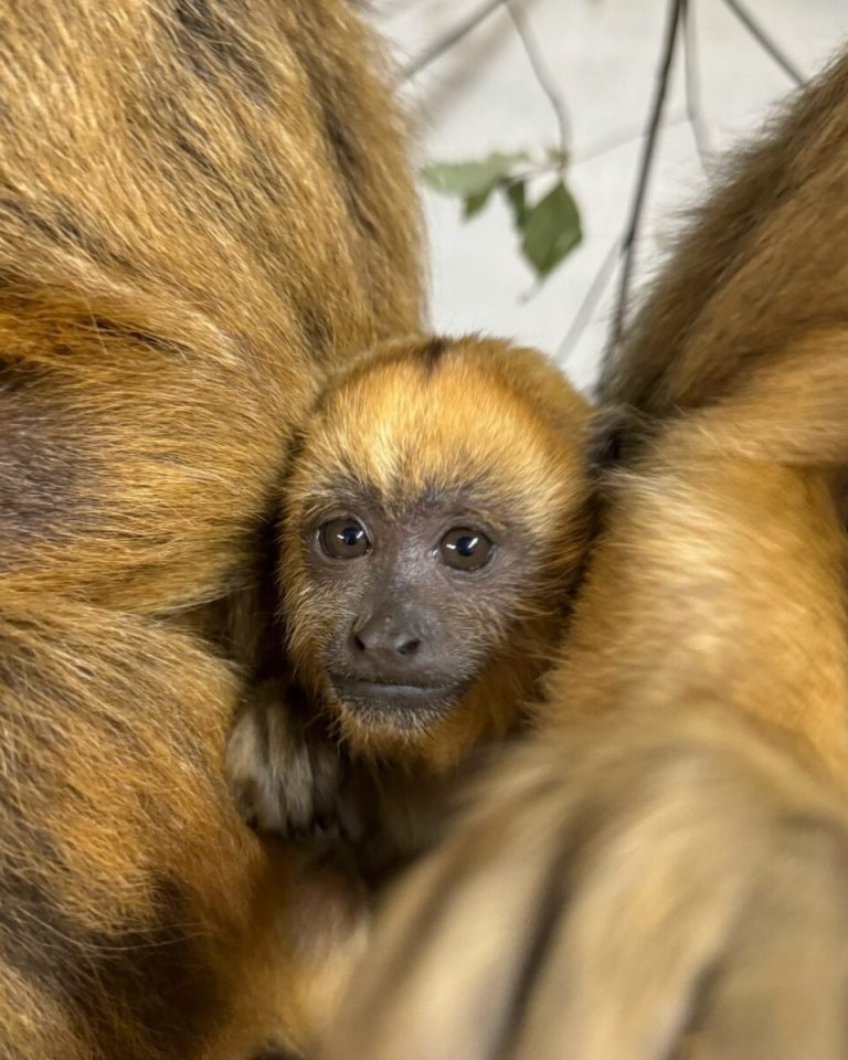 CUTE ALERT: Birmingham Zoo names baby howler monkey CUTE ALERT: Birmingham Zoo names baby howler monkey