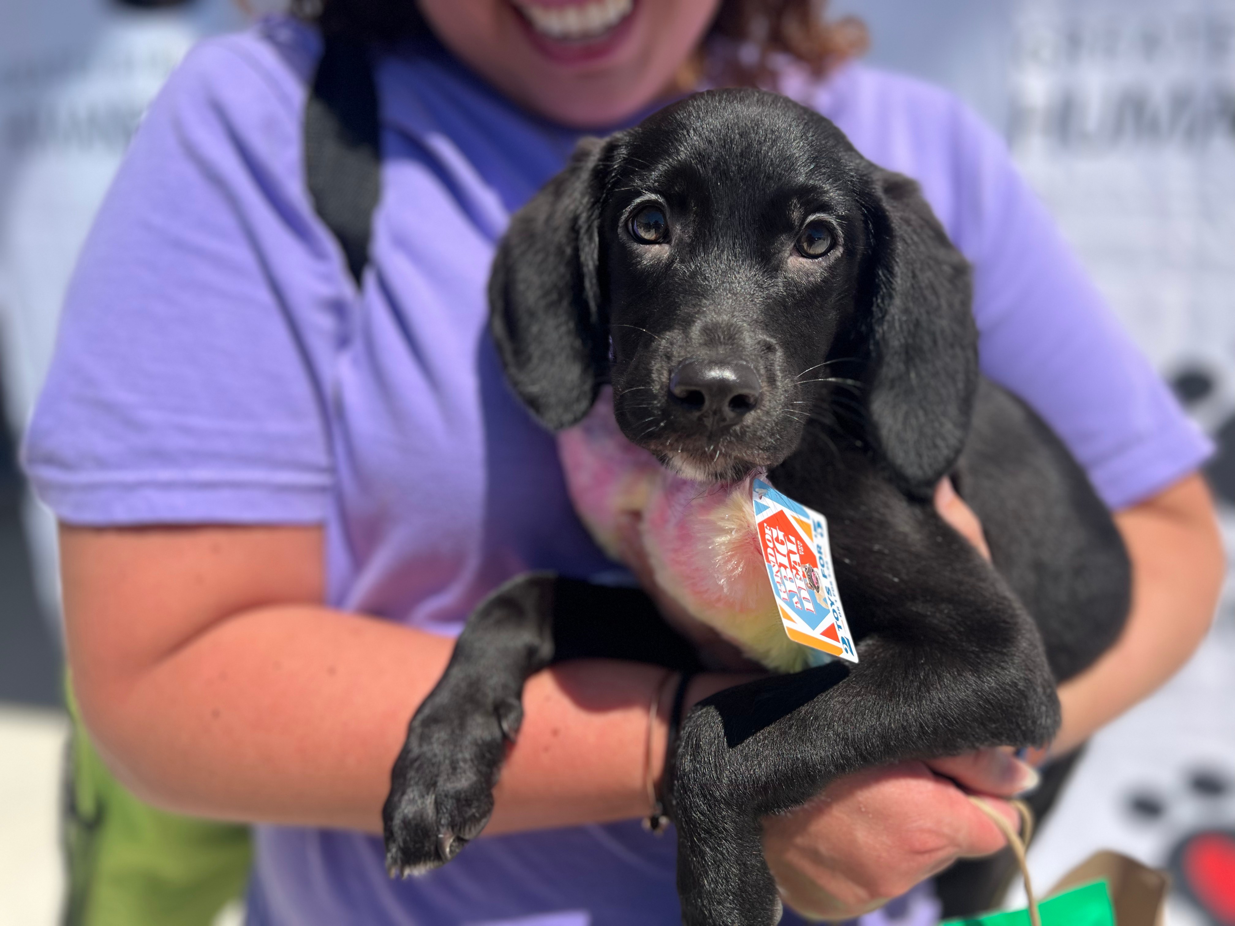 40+ pets adopted in one day at Birmingham shelter event Bham Now