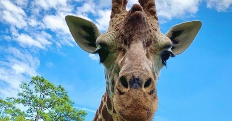Birmingham Zoo mourns Willow: Remembering a cherished giraffe Birmingham Zoo mourns Willow: Remembering a cherished giraffe