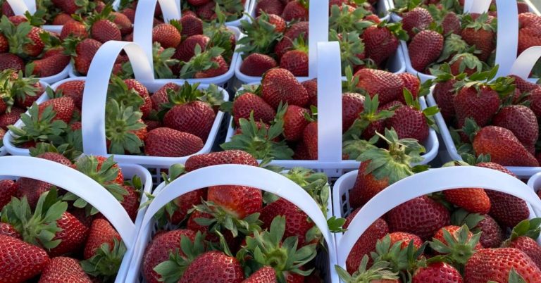 Shop local with these summer farmers’ markets in + around Birmingham Shop local with these summer farmers’ markets in + around Birmingham