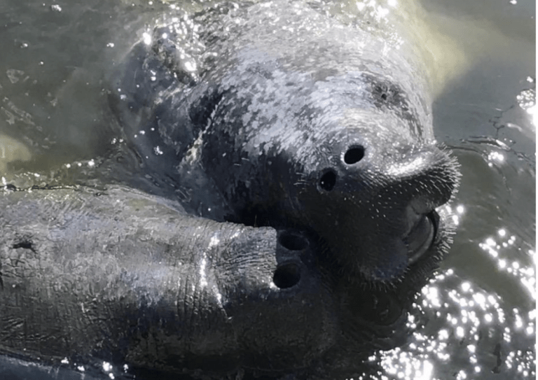 Manatees: Alabama’s Gentle Giants and how YOU can protect them Manatees: Alabama’s Gentle Giants and how YOU can protect them