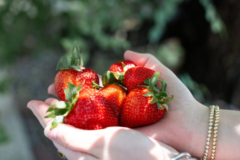 7 strawberry picking spots + festivals near Birmingham 7 strawberry picking spots + festivals near Birmingham