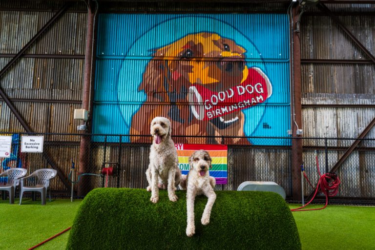 Good Dog just got an upgrade—treat your pup to a boutique hotel experience Good Dog just got an upgrade—treat your pup to a boutique hotel experience
