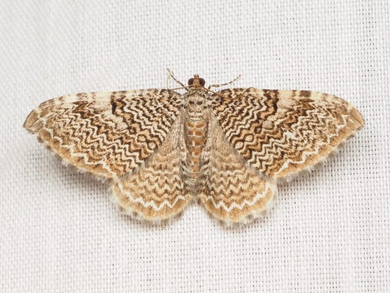 7 surprising facts about Alabama’s magnificent moths + how to protect them 7 surprising facts about Alabama’s magnificent moths + how to protect them