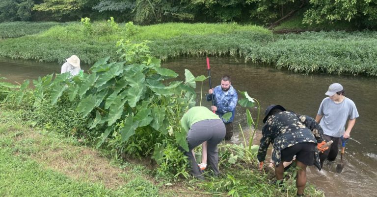 Save the Cahaba River: Groups remove destructive taro plants in Trussville Save the Cahaba River: Groups remove destructive taro plants in Trussville