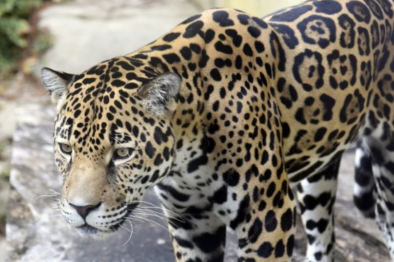 11-year-old jaguar Khan leaving the Birmingham Zoo next week 11-year-old jaguar Khan leaving the Birmingham Zoo next week