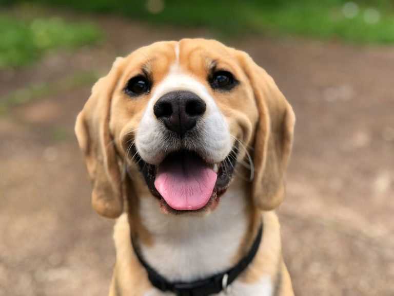 New Cowboy Up Animal Rescue serves Birmingham’s most vulnerable dogs New Cowboy Up Animal Rescue serves Birmingham’s most vulnerable dogs