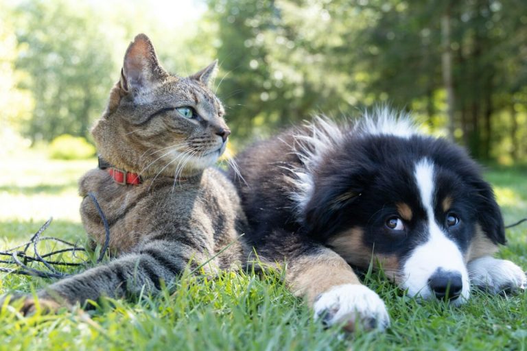 Birmingham’s Southern Veterinary Partners merges to form new national giant Birmingham’s Southern Veterinary Partners merges to form new national giant