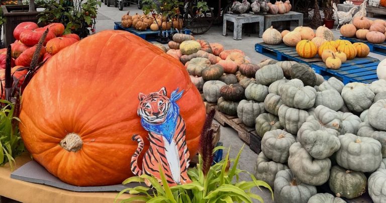 This 800-pound pumpkin just rolled Into Cahaba Heights—see it now This 800-pound pumpkin just rolled Into Cahaba Heights—see it now