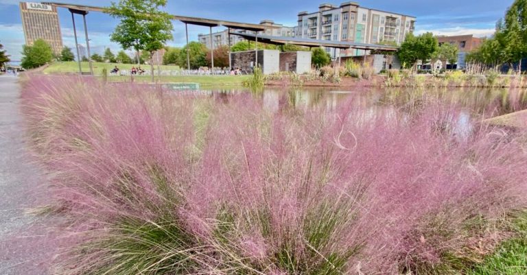 Railroad Park is turning pink. Here is why Railroad Park is turning pink. Here is why